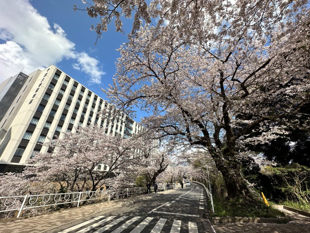 医学系総合研究棟前の桜並木