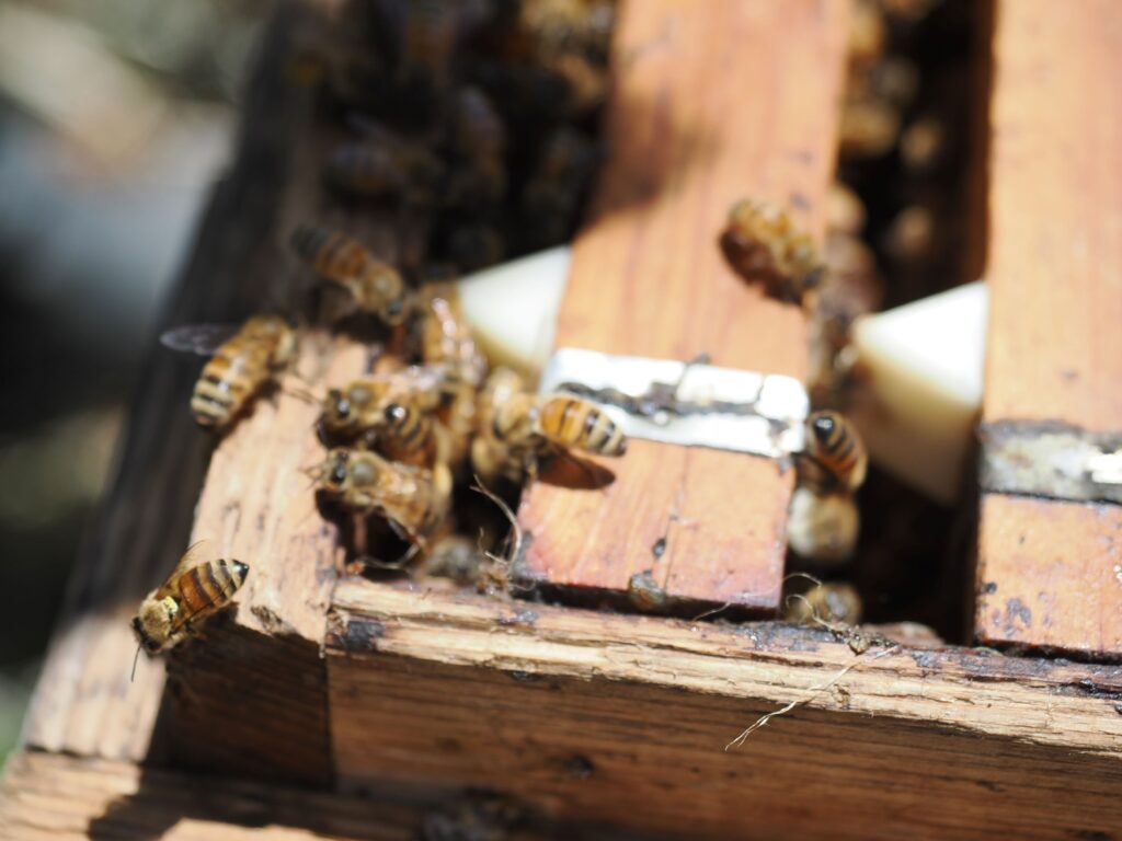果樹の研究のため、巣箱にて飼い始めたミツバチ