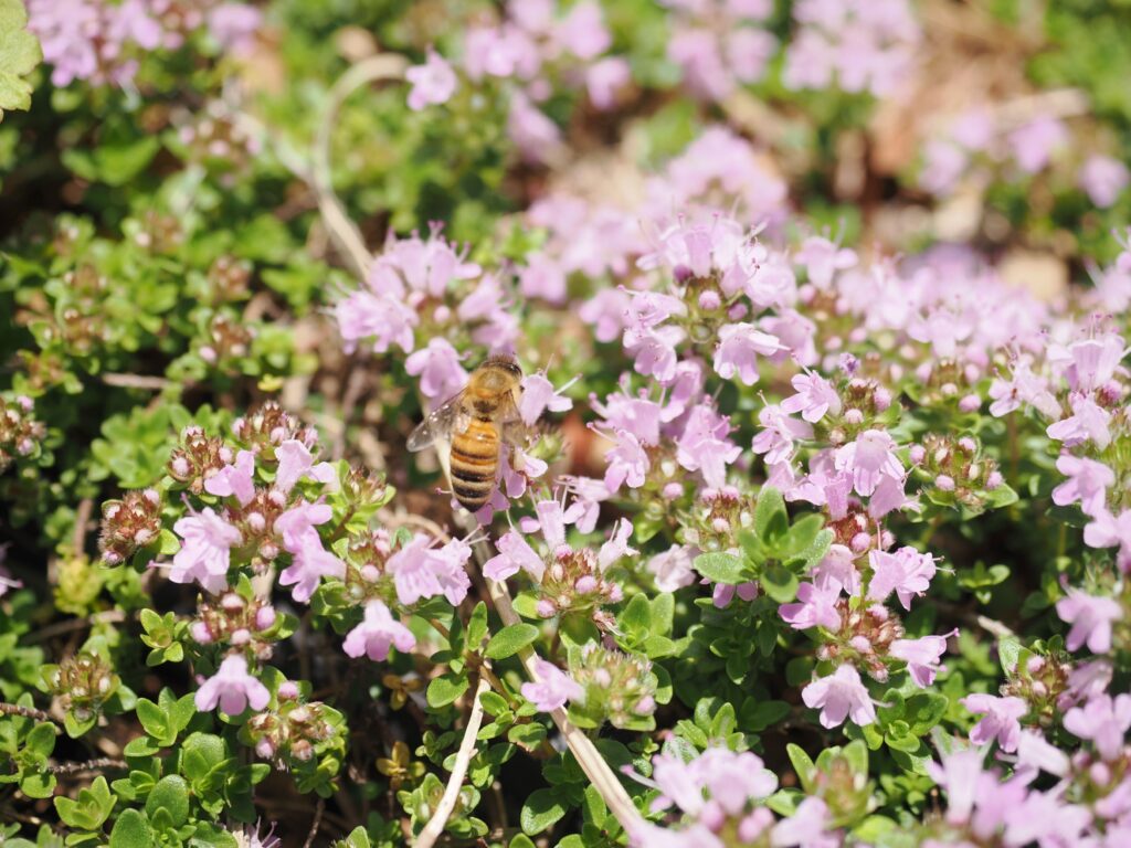 ミツバチは巣箱のあるエリアの花へ